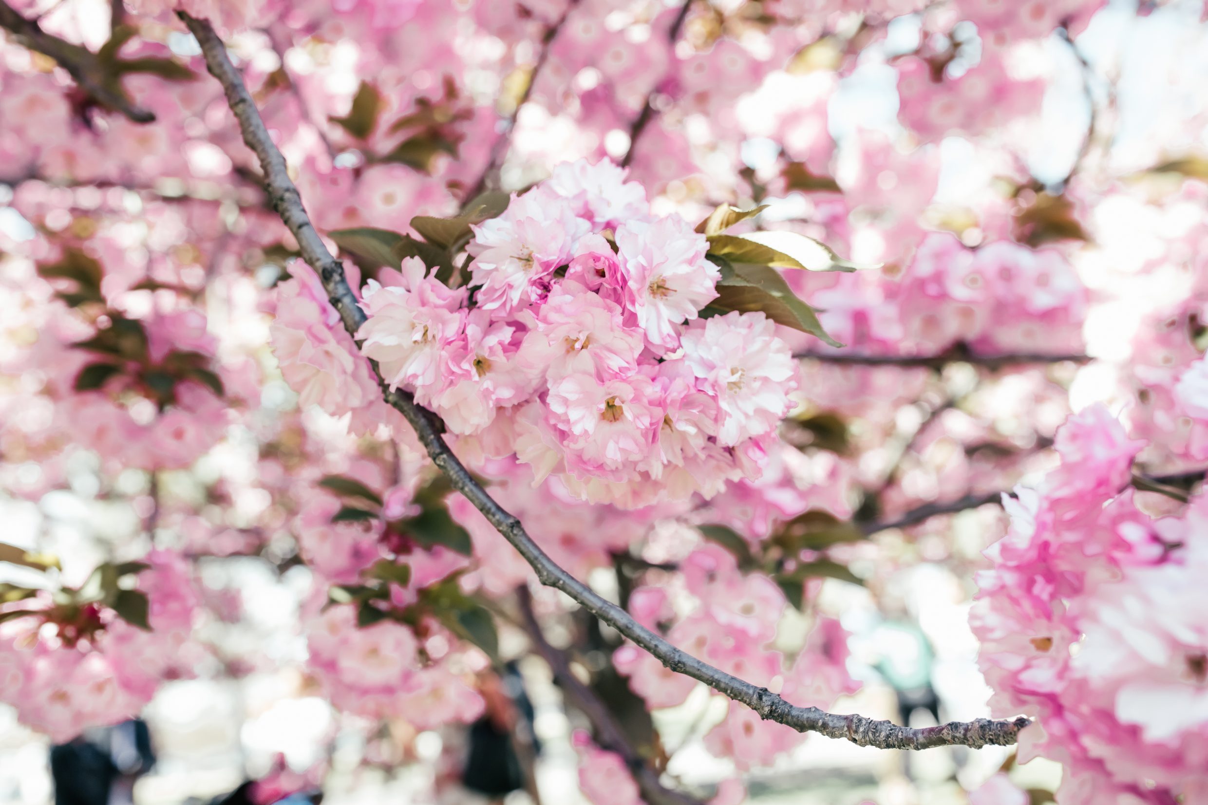 Cherry Blossoms Sakura in Washington, D.C.