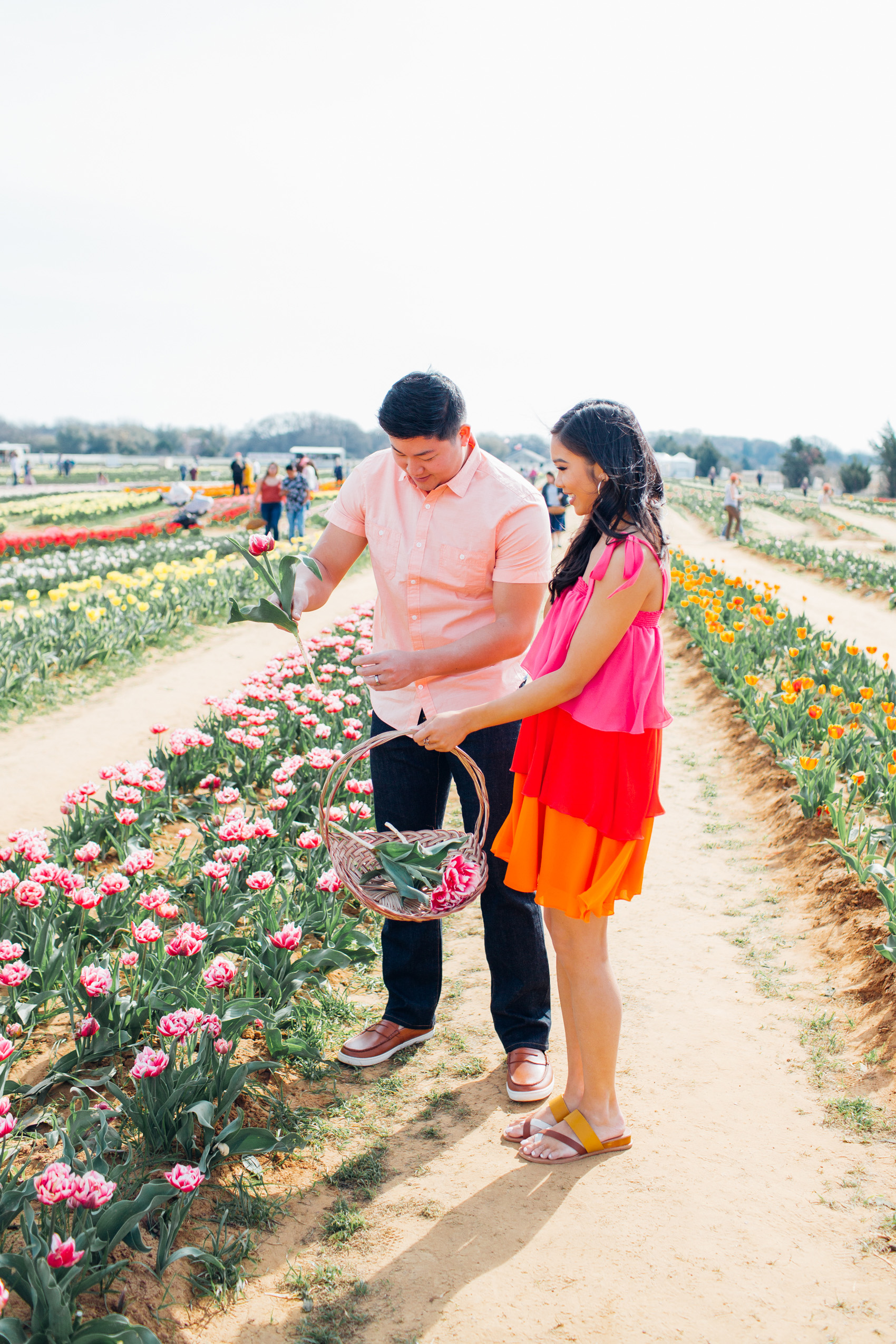 Asian couple picking tulips at Texas Tulips in Pilot Point